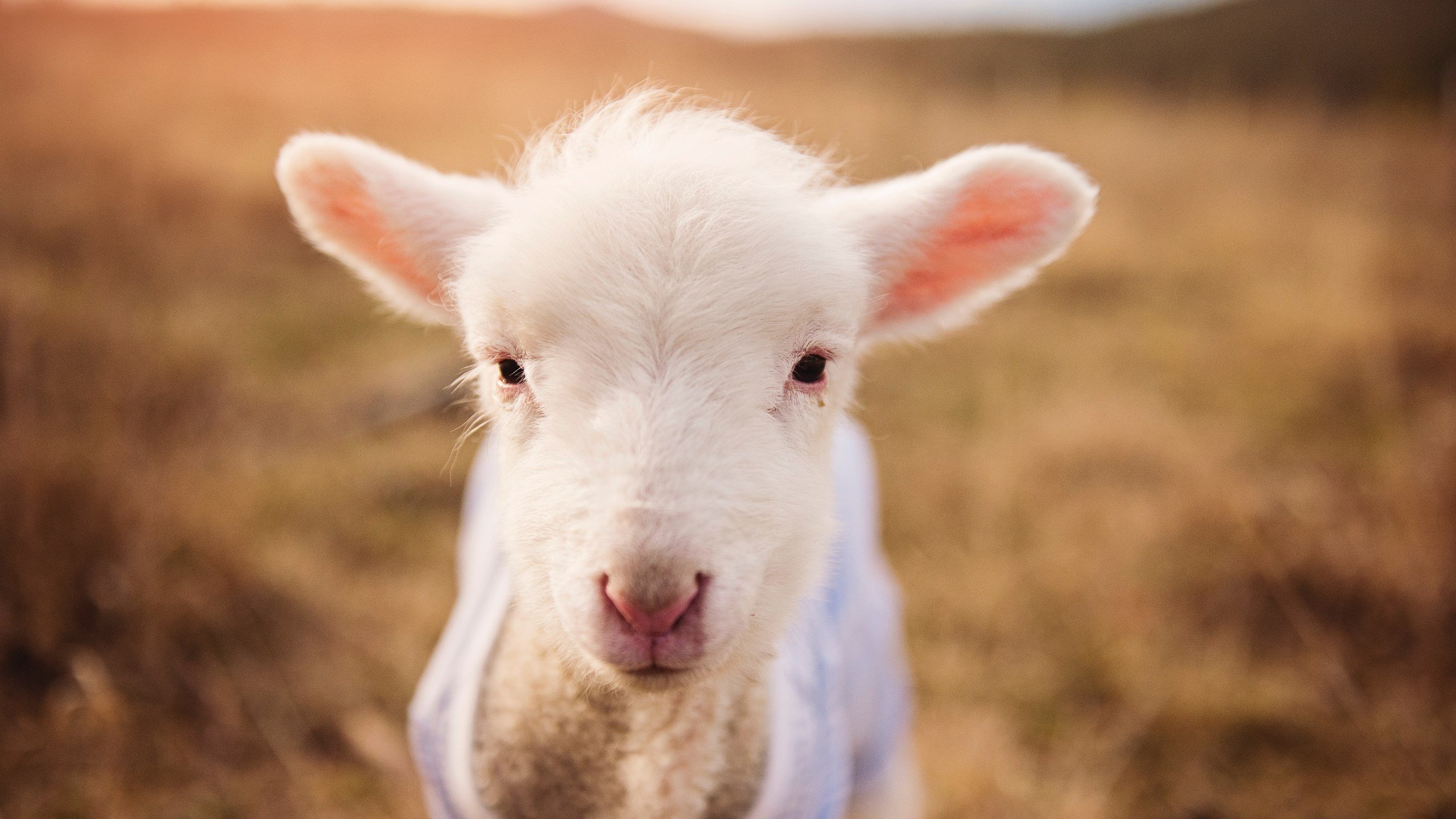 爱游戏登录入口-MVP归属：王强凭借关键三分荣膺当场最佳！，王强怎么样